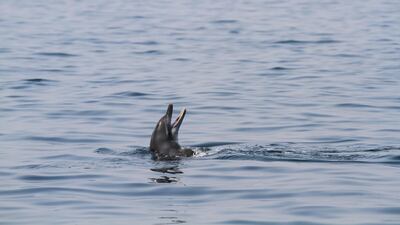 A dolphin swims along a boat off the coast of Dubai.
