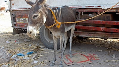 A donkey stands tethered next to a lorry in Aden. The traditional pack animal has returned to favour as civil war hits incomes and fuel supplies. AFP