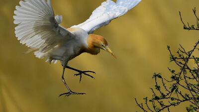 An egret lands near its nest (unseen) in Panbazar area at the banks of the Brahmaputra River in Guwahati. EPA
