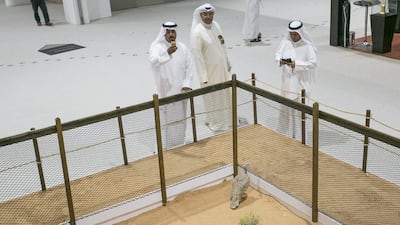 Adihex should do more to promote conservation of wildlife such as the houbara bustard, above, experts say. Mona Al Marzooqi / The National