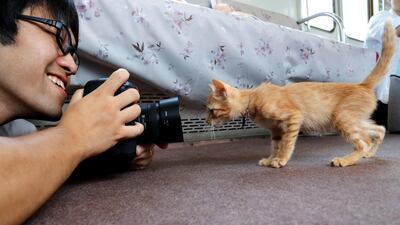 If you currently own or have previously owned a cat — or if you’ve volunteered to assist pets in the past year — you’re more likely to watch cat videos. Kim Kyung-Hoon / Reuters