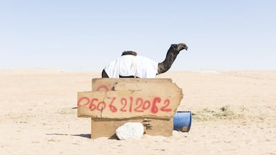 Camels are offered for sale on Million Street. Since its inception, the Al Dhafra festival has grown year-on-year with 1,500 participants projected for this year.