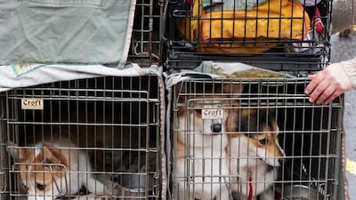 A woman pushes a trolley containing her dogs. (Matt Cardy / Getty Images / March 6, 2014)