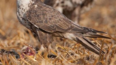 A pair of saker falcons. A global action plan for the conservation of the endangered species, which will include ‘sustainable use’ by falconers, is to be presented to an international conference in July 2014. Courtesy Gabor Papp