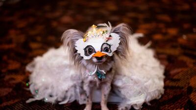 A dog is dressed in a mask and costume for the 17th annual New York Pet Fashion Show in New York City. AFP