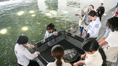 Louvre Abu Dhabi has opened a rehabilitation lagoon that will house rescued sea turtles who are almost ready to swim back to the wild. All photos: Khushnum Bhandari / The National