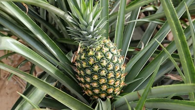 One of the 4,000 pineapples grown at the farm over the past year