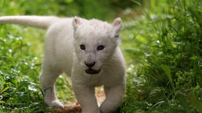 A newly-born white lion cub, named Simba, is seen in Paphos zoo, Cyprus. Reuters
