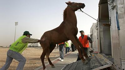 A cargo worker attempts to coax a horse into a transport box at Abu Dhabi International Airport. Jaime Puebla / The National