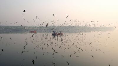 Migratory birds fly around row boats on the Yamuna River on a morning of heavy air pollution in New Delhi. Smog levels spike during winter in Delhi, when air quality often eclipses the World Health Organization's safe levels. Cooler air traps pollutants. AFP