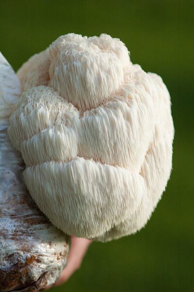 Mushrooms such as lion's mane can be used to make the brew. Photo: Fungi Perfecti