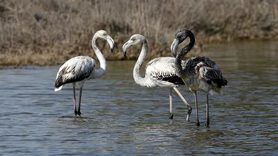 Baby flamingos at the Al Wathba Wetlands in Abu Dhabi. Pawan Singh / The National