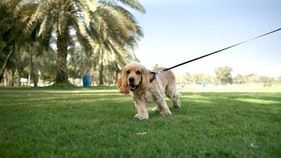 Your local vet or the airline can inform you of the regulations at your destination, including blood tests and quarantine.