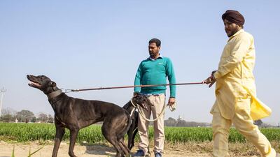 Bindar Singh , 42, from Shahpur , with his race dog New Zealand.