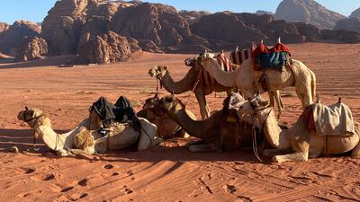 Unlike in the UAE, in Jordan, saddles are fitted to the top of the camel's hump. Photo: ADCRC