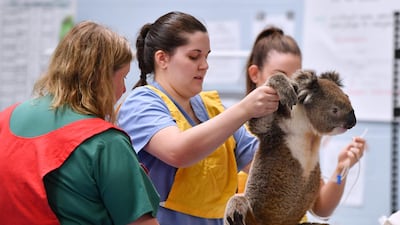 A male koala is weighed by vets and nurses at the Adelaide Koala Rescue emergency set up at Paradise Primary Schools gymnasium in Adelaide, Australia. Getty Images