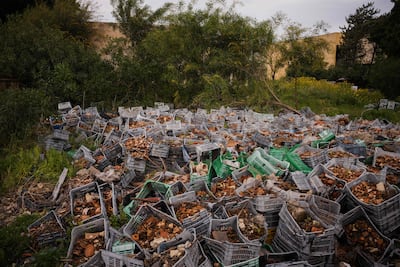 Fragments of ancient pottery collected after an Israeli strike near the Roman hippodrome in March. AFP
