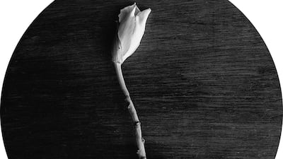 Graziella Cerveira Nunes, Brazil, Shortlist, Professional competition, Still Life, Sony World Photography Awards.