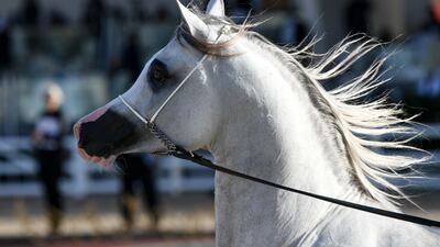 They bred a horse of modest size with superior physical capabilities. EPA