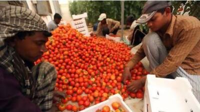 Farm workers tend to the tomato crop on a farm in Liwa. The UAE has plans to produce sun-dried tomatoes that have been rising in demand. Sammy Dallal / The National