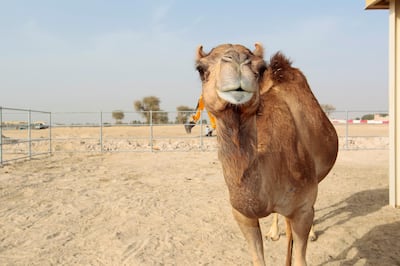 Injaz was the first cloned camel and lived for more than 10 years. Jeffrey E Biteng / The National