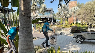 Policies regarding street cats in Dubai have long been debated, with the animals regularly being collected by or on behalf of Dubai Municipality for more than two decades.