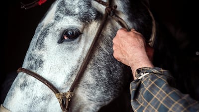 A rider adjusts his horse's bridle before a match.