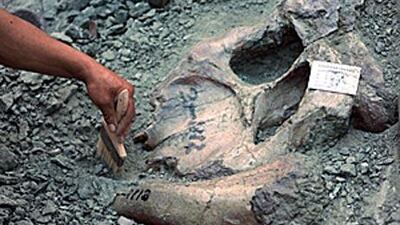 A Chinese worker uncovers a piece of bone at a gully that is strewn with thousands of dinosaur bones in Zhucheng.
