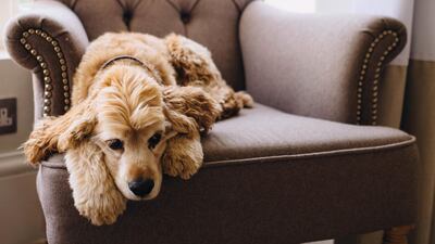 One of Giovanna Gemmell’s cocker spaniels relaxes in their new home. Anna Nielsen / The National