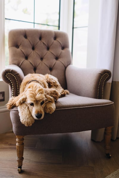 One of Giovanna Gemmell’s cocker spaniels relaxes in their new home. Anna Nielsen / The National.