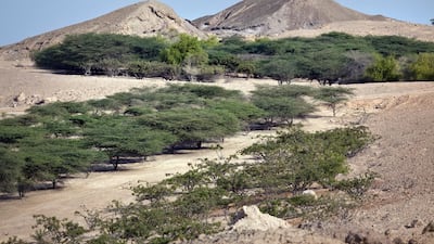 Umbrella Thorn Acacia trees will be among the UAE species documented at the Plant Genetics Resources Centre. Silvia Razgova / The National