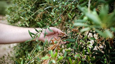 Juan Escandell examines an olive tree infected with Xylella in one of his groves on the island of Ibiza. Photographer Kira Walker