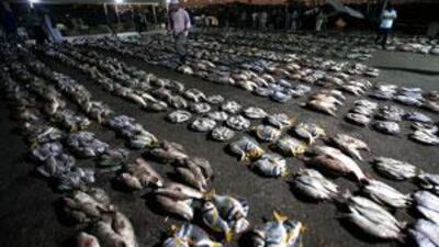 Marshalled for market: the night's catch laid out in disciplined rows on the quayside at Mina Zayed, Abu Dhabi, as dawn breaks.