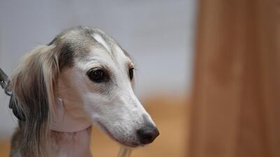 Salukis have played an important part in Arabian Peninsula hunting heritage for more than 7,000 years. The breed is renowned for its endurance, intelligence and loyalty.