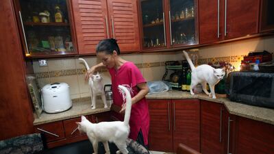 Petra Mueller pets Arabian Maus in her kitchen. She has more than 80 rescued cats living in her home. Nicole Hill / The National