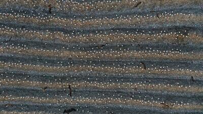 The landfill says it receives waste from both Israeli and Palestinian areas, although this is disputed by some activists.