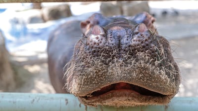Emirates Park Zoo's eight-year-old hippo Otto waiting patiently for his breakfast. Victor Besa/The National