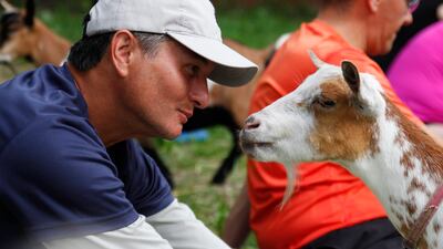 Greg Wong looks at a goat during a goat yoga session in Burlington, Wisconsin. Carrie Antlfinger / AP Photo