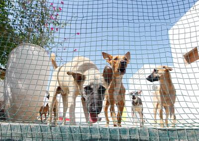 Rescued dogs at Stray Dogs Centre UAQ. Jeffrey E Biteng / The National