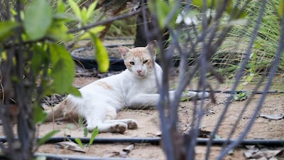 Buster, a stray cat that lives on the grounds of Al Bandar community, at Al Raha Beach, faces expulsion. Khushnum Bhandari / The National