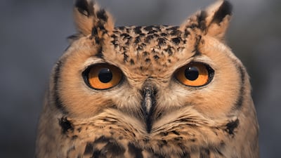 Rahul Bansal from India, winner in the Portfolio category, UAE Wildlife subcategory.