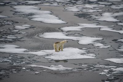 A polar bear on ice floes in the British Channel in the Franz Josef Land archipelago in 2021. AFP