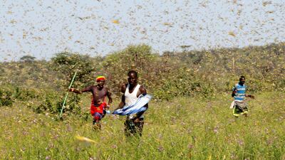 Locust swarms in Kenya. Biodiversity is not only essential for the provision of food and clean water but also against the protection of extreme weather events. Reuters