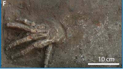 One of 12 severed hands discovered by archaeologists in northern Egypt. Photo: Nature