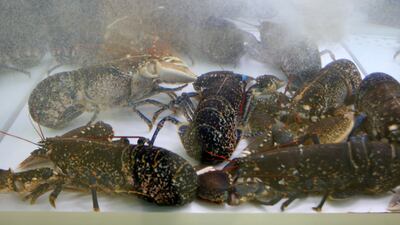 Blue lobsters on display at the Market & Platters store in Dubai Marina in Dubai. Pawan Singh / The National