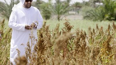 Dr Rashid bin Fahad, Minister of Environment and Water, examines the crops in the fields of quinoa at Al Dhaid agricultural research centre. Jaime Puebla / The National