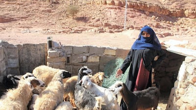 A Bedouin woman in the Sinai tends to goats. Yusri Mohammad