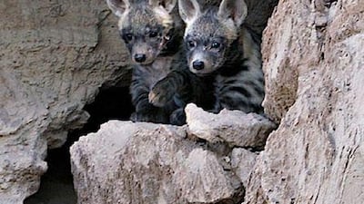The sex of these two hyena cubs has yet to be established and they are still too young to venture out of the den.