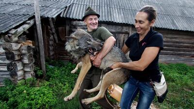 A gamekeeper Oleg Selekh, left, and his wife Yelena carry a tame wolf in front of their house in the village of Zacherevye, some 250 kms north from Minsk. The family domesticated a few wild wolves roughly five years ago. Sergei Gapon / AFP Photo