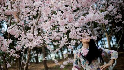 A woman stands amid blooming trees during cherry blossom season in Yuyuantan Park in Beijing, China. Reuters